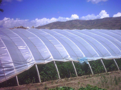 大棚膜已经深得大众广泛应用